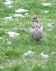 Mistle Thrush