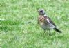 Fieldfare