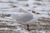 Mediterranean Gull