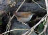 Cetti's Warbler