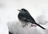 Pied Wagtail