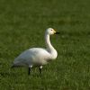 Bewick's Swan