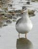 Spotted Redshank