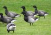 Light-bellied Brent Goose