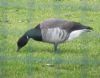 Light-bellied Brent Goose