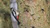 Great Spotted Woodpecker