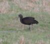 Glossy Ibis