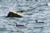 Great Northern Diver