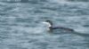 Great Northern Diver