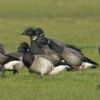 Light-bellied Brent Goose