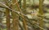 Goldcrest