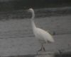 Great White Egret