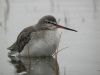 Spotted Redshank