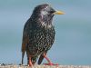 Starling