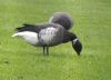 Black Brant