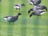 Black Brant