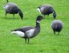 Black Brant