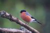 Bullfinch