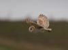 Barn Owl