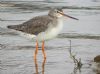 Spotted Redshank