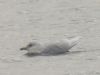 Iceland Gull