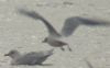 Iceland Gull