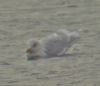 Iceland Gull