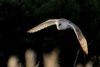 Barn Owl