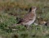 Water Pipit