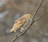 Barn Owl