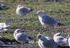 Ring-billed Gull