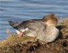 Red-breasted Merganser