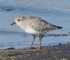 Grey Plover