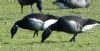 Black Brant