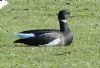 Black Brant