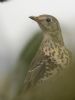 Mistle Thrush