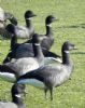 Black Brant