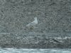 Iceland Gull