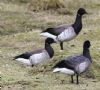 Light-bellied Brent Goose