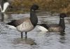 Light-bellied Brent Goose