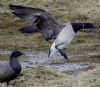 Light-bellied Brent Goose