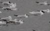 Mediterranean Gull