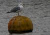 Yellow-legged Gull