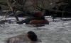 Ferruginous Duck