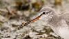 Spotted Redshank