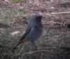 Black Redstart