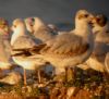 Mediterranean Gull