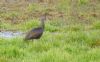 Glossy Ibis