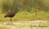 Glossy Ibis