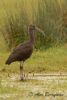 Glossy Ibis